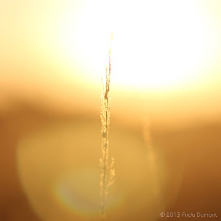 Photo gagnante du Concours Patypen "Été 2013"